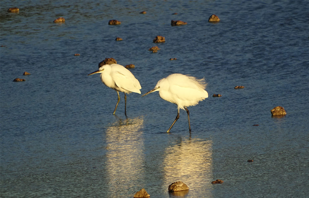 34 - Les étangs de Frontignan
