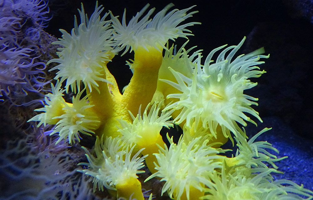 66 - L'aquarium de banyuls